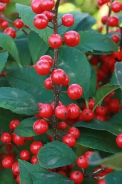 Male & Female Winterberry Holly Combo (2-Pack Of 3 Gallon Pots) -Wilson Bros Gardens Holly Winter Red 5