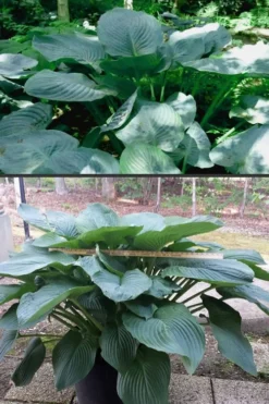 Empress Wu Giant Hosta Lily - 1 Gallon Pot 12 Empress Wu Giant Hosta Lily - 1 Gallon Pot -Wilson Bros Gardens Hosta Empress Wu 500x750 1