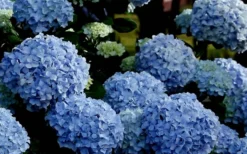 Big Daddy Hydrangea - 2 Gallon Pot -Wilson Bros Gardens Hydrangea Big Daddy