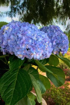 Big Daddy Hydrangea - 2 Gallon Pot -Wilson Bros Gardens Hydrangea Big Daddy 500x750 1