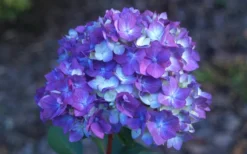 Bloomstruck Endless Summer Hydrangea - 1 Gallon Pot -Wilson Bros Gardens Hydrangea Bloomstruck Bloom