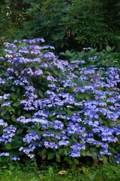 Blue Wave Lacecap Hydrangea - 3 Gallon Pot -Wilson Bros Gardens Hydrangea Blue Wave 1