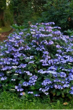 Blue Wave Lacecap Hydrangea - 3 Gallon Pot -Wilson Bros Gardens Hydrangea Blue Wave 3