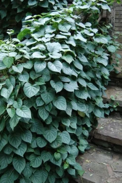 Moonlight Climbing Hydrangea - 1 Gallon Pot -Wilson Bros Gardens Hydrangea Climbing Moonlight 2