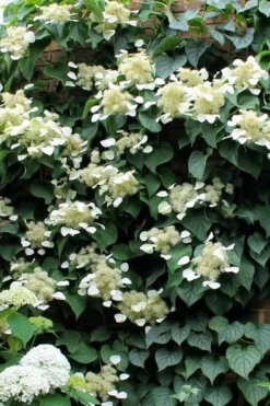 Moonlight Climbing Hydrangea - 1 Gallon Pot -Wilson Bros Gardens Hydrangea Climbing Moonlight 3