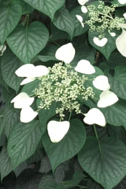 Moonlight Climbing Hydrangea - 1 Gallon Pot -Wilson Bros Gardens Hydrangea Climbing Moonlight 5