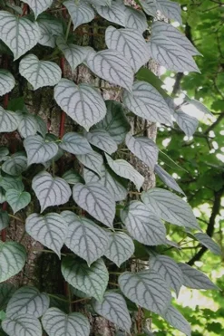 Moonlight Climbing Hydrangea - 1 Gallon Pot -Wilson Bros Gardens Hydrangea Climbing Moonlight 6