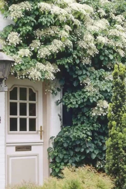 Moonlight Climbing Hydrangea - 1 Gallon Pot -Wilson Bros Gardens Hydrangea Climbing Petiolaris 17