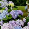 Dear Dolores Hydrangea - 1 Gallon Pot