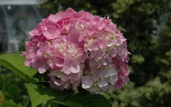 Dear Dolores Hydrangea - 1 Gallon Pot -Wilson Bros Gardens Hydrangea Dear Dolores Pink