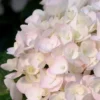 Blushing Bride Endless Summer Hydrangea - 1 Gallon Pot