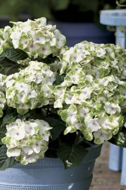 Everlasting Noblesse Hydrangea - 3 Gallon Pot -Wilson Bros Gardens Hydrangea Everlasting Noblesse 1
