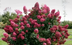 Fire Light Hydrangea - Single Trunk Topiary Tree - 5 Gallon Pot -Wilson Bros Gardens Hydrangea Fire Light 1