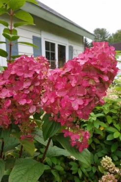Fire Light Hydrangea - Single Trunk Topiary Tree - 5 Gallon Pot -Wilson Bros Gardens Hydrangea Fire Light 3