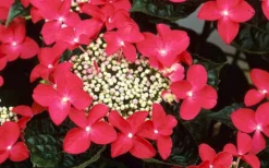 Lady In Red Hydrangea - 3 Gallon Pot -Wilson Bros Gardens Hydrangea Lady In Red Flower Closeup