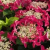 Lady In Red Hydrangea - 3 Gallon Pot