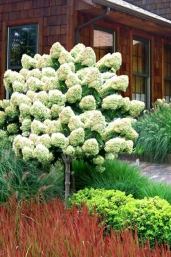 Limelight PeeGee Hydrangea - Single Trunk Topiary Tree - 5 Gallon Pot
