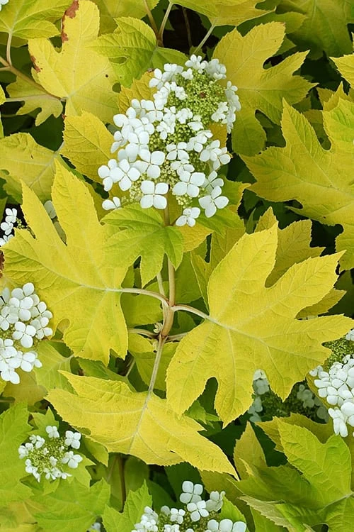 Little Honey Oakleaf Hydrangea - 1 Gallon Pot 1 Little Honey Oakleaf Hydrangea - 1 Gallon Pot