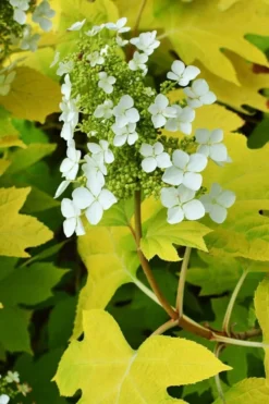 Little Honey Oakleaf Hydrangea - 1 Gallon Pot 9 Little Honey Oakleaf Hydrangea - 1 Gallon Pot -Wilson Bros Gardens Hydrangea Little Honey 3