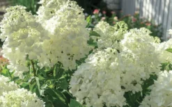 Moon Dance Hydrangea - 2 Gallon Pot 8 Moon Dance Hydrangea - 2 Gallon Pot -Wilson Bros Gardens Hydrangea Mood Dance 4