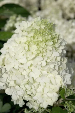 Moon Dance Hydrangea - 2 Gallon Pot 9 Moon Dance Hydrangea - 2 Gallon Pot -Wilson Bros Gardens Hydrangea Moon Dance 2