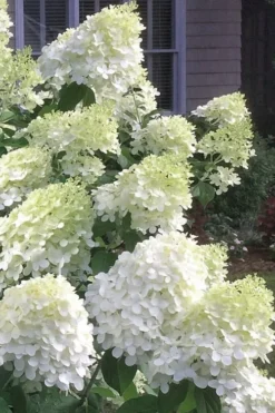 Moon Dance Hydrangea - 2 Gallon Pot