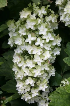 Snowflake Oakleaf Hydrangea - 3 Gallon Pot -Wilson Bros Gardens Hydrangea Snowflake 10