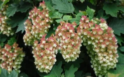 Snowflake Oakleaf Hydrangea - 3 Gallon Pot -Wilson Bros Gardens Hydrangea Snowflake 20