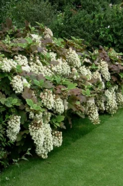 Snowflake Oakleaf Hydrangea - 3 Gallon Pot -Wilson Bros Gardens Hydrangea Snowflake 8
