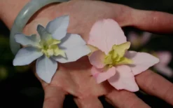 Tuff Stuff Ah-Ha Mountain Hydrangea - 3 Gallon Pot -Wilson Bros Gardens Hydrangea Tuff Stuff 3