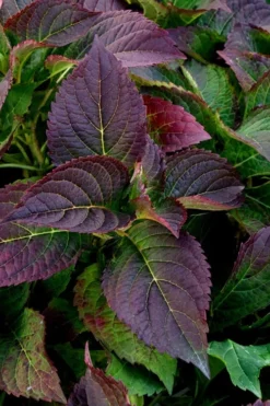 Tuff Stuff Ah-Ha Mountain Hydrangea - 3 Gallon Pot -Wilson Bros Gardens Hydrangea Tuff Stuff 4