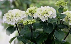 Zebra Hydrangea - 1 Gallon Pot -Wilson Bros Gardens Hydrangea Zebra Flowers