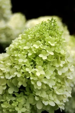 Limelight PeeGee Hydrangea - Single Trunk Topiary Tree - 5 Gallon Pot 8 Limelight PeeGee Hydrangea - Single Trunk Topiary Tree - 5 Gallon Pot -Wilson Bros Gardens Hydrangea limelightf BS