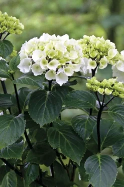 Zebra Hydrangea - 3 Gallon Pot 13 Zebra Hydrangea - 3 Gallon Pot -Wilson Bros Gardens Hydrangrea Zebra 11