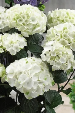 Zebra Hydrangea - 3 Gallon Pot 10 Zebra Hydrangea - 3 Gallon Pot -Wilson Bros Gardens Hydrangrea Zebra 12 1