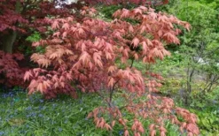 Amber Ghost Japanese Maple - 3 Gallon Pot -Wilson Bros Gardens Japanese Maple Amber Ghost 6