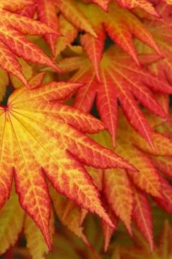 Autumn Moon Japanese Maple - 2 Gallon Pot -Wilson Bros Gardens Japanese Maple Autumn Moon 4