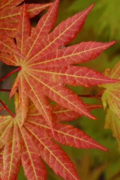 Autumn Moon Japanese Maple - 2 Gallon Pot -Wilson Bros Gardens Japanese Maple Autumn Moon 5