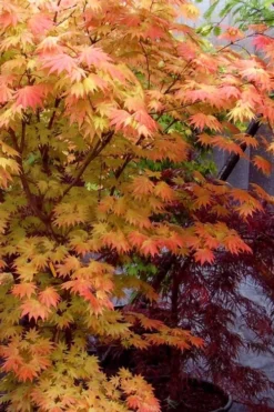Autumn Moon Japanese Maple - 2 Gallon Pot -Wilson Bros Gardens Japanese Maple Autumn Moon 7