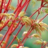 Beni Kawa Coral Bark Japanese Maple - 3 Gallon Pot