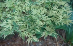 Butterfly Japanese Maple - 5 Gallon Pot -Wilson Bros Gardens Japanese Maple Butterfly 3