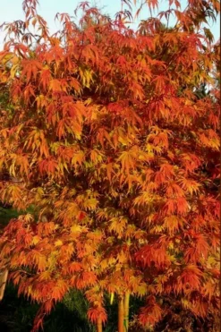 Orange Flame Japanese Maple - 5 Gallon Pot -Wilson Bros Gardens Japanese Maple Orange Flame 12