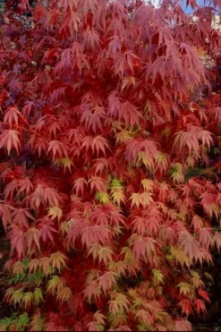 Orange Flame Japanese Maple - 5 Gallon Pot -Wilson Bros Gardens Japanese Maple Orange Flame 13
