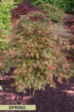 Orange Flame Japanese Maple - 5 Gallon Pot -Wilson Bros Gardens Japanese Maple Orange Flame Spring Color