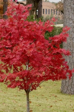 Pixie Dwarf Red Japanese Maple - 3 Gallon Pot -Wilson Bros Gardens Japanese Maple Pixie Dwarf 10