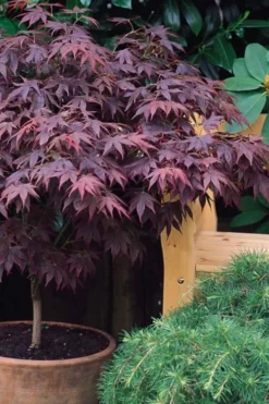 Pixie Dwarf Red Japanese Maple - 3 Gallon Pot -Wilson Bros Gardens Japanese Maple Pixie Dwarf 6