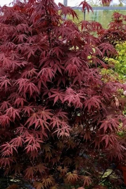Pixie Dwarf Red Japanese Maple - 3 Gallon Pot -Wilson Bros Gardens Japanese Maple Pixie Dwarf 9