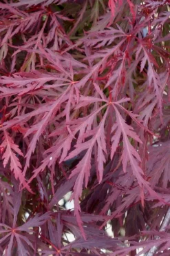 Red Dragon Dwarf Japanese Maple - 1 Gallon Pot -Wilson Bros Gardens Japanese Maple Red Dragon 11 1