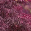 Red Dragon Dwarf Japanese Maple - 3 Gallon Pot