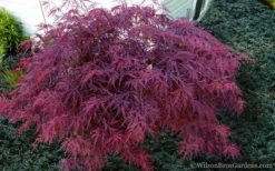 Red Dragon Dwarf Japanese Maple - 3 Gallon Pot -Wilson Bros Gardens Japanese Maple Red Dragon 21